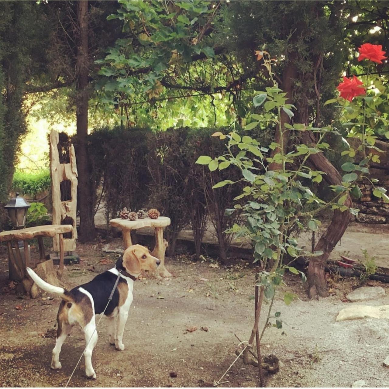 Villa Ignacia B&B - Naturaleza Entre Ronda Y Setenil อาร์เรียเต ภายนอก รูปภาพ