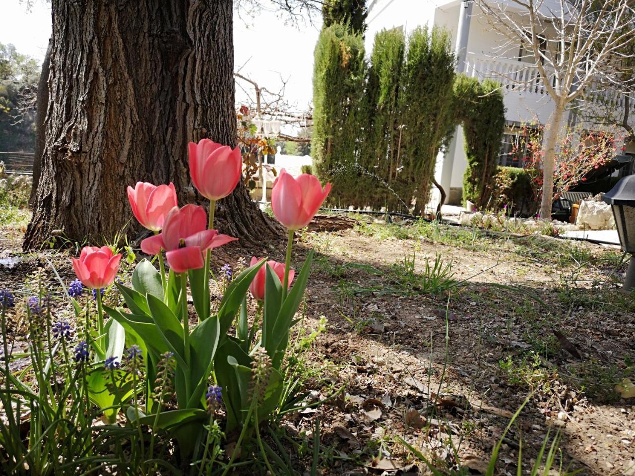 Villa Ignacia B&B - Naturaleza Entre Ronda Y Setenil อาร์เรียเต ภายนอก รูปภาพ